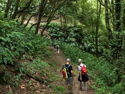 Dschungelwanderung-faial-da-terra-pfad