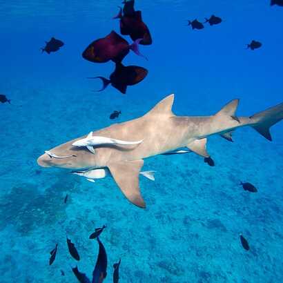 Schnorcheln-sal-zitronenhai
