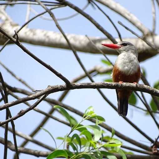 Die reiche Vogelwelt der Kapverden ist vielfältig