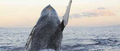 Whale-Watching-Azoren