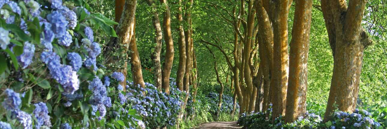 Die schönsten Routen: Mietwagen-Touren auf den Azoren