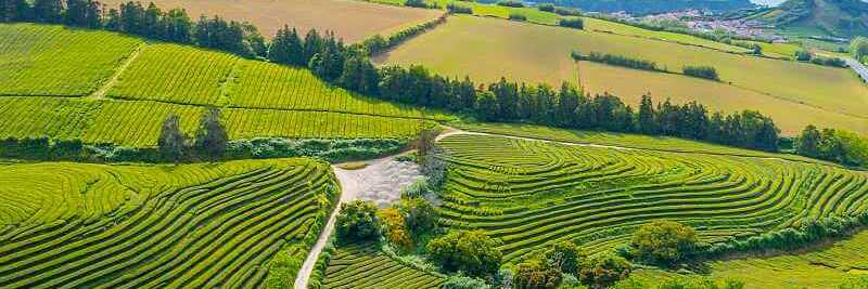 Azoren Tee prägt die Landschaft an der Nordküste von Sao Miguel
