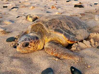Schildkroetentour-auf-boa-vista-nistende-schildkroete