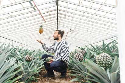 Mann wirft eine Ananas in die Luft, umgeben von Ananaspflanzen im Gewächshaus