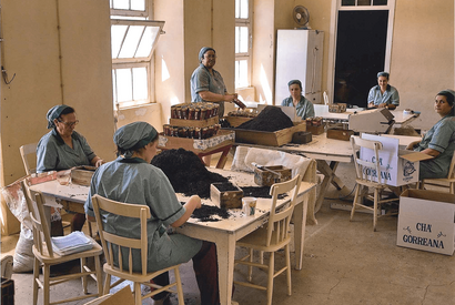 Handarbeit: Sortieren und Verpacken von Azoren Tee