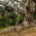 Besuchen Sie den exotischen Garten Jardim Antonio Borges in Ponta Delgada!