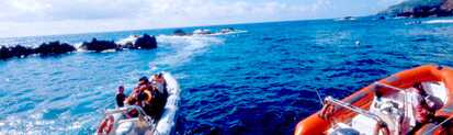 Whale Watching auf den Azoren mit Zodiac-Booten