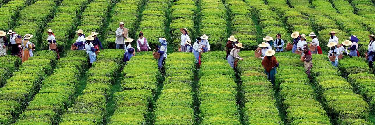 Ernte Azoren Tee bei Cha Formosa