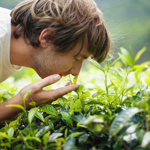 Teekenner sind begeistert von der Qualität des Azoren Tees