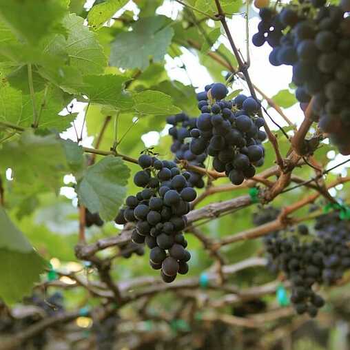 Aus diesen Trauben wird Madeira - Zutat der Madeira Soße