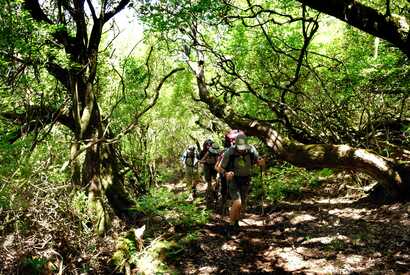 Laurisilva auf Madeira