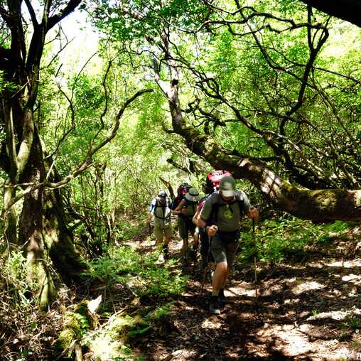 Laurisilva auf Madeira