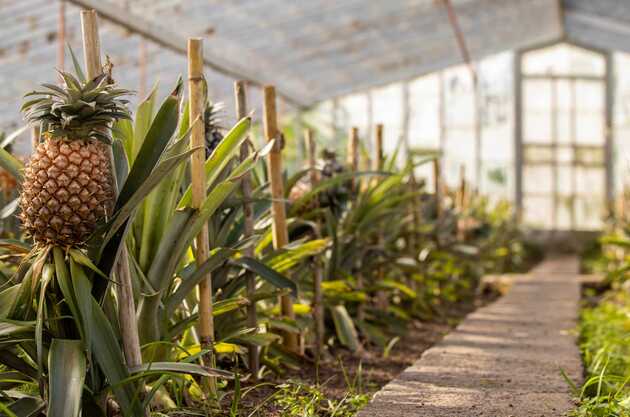 Besuchen Sie eine Ananas-Plantage und erfahren Sie mehr über die Kultivierung der Früchte auf den Azoren