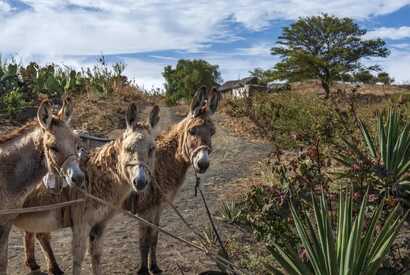 Drei Esel auf einem ländlichen Weg auf Cabo Verde, traditionell als Transportmittel im Alltag genutzt.