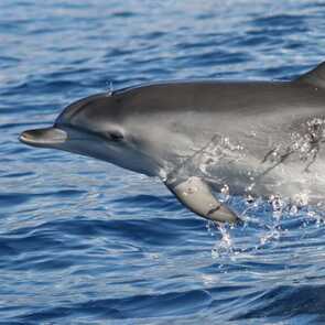 Delfinbeobachtung-madeira