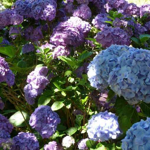 Hortensienblüte auf den Azoren