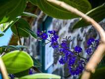 Qunita dos Frutos auf Graciosa, idyllischer Blick auf blühende Pflanzen vor traditionellem Steinhau.s.