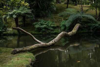 Impressionen aus dem Terra Nostra Park in Furnas