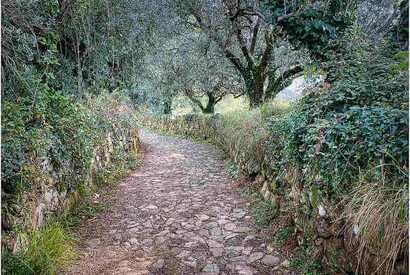 Idyllischer gepflasterter Wanderweg führt durch schattige Olivenbäume und Natursteinmauern in Nordportugal.