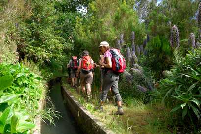 Wanderer folgen einem Levada-Weg auf Madeira durch üppig grüne Landschaft und dichten Lorbeerwald