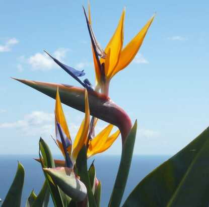 Blumen aus dem Flughafen Madeira Cristiano Ronaldo