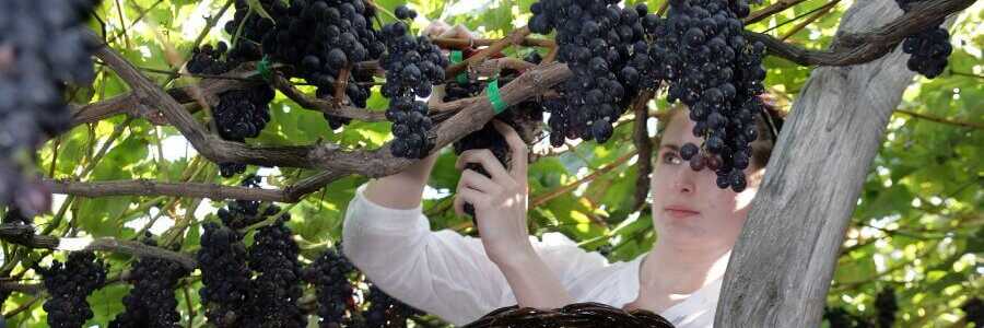 Ernte des Madeira-Weins auf der portugiesischen Atlantikinsel