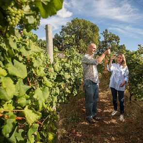 Madeira-highlights-natur-wein
