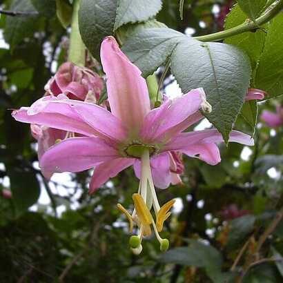 Blühende Bananen Maracuja auf Madeira