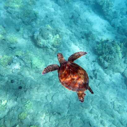 Schnorcheln-sal-schildkroete-korallen