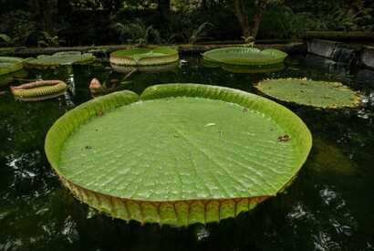 Seerosen im Terra Nostra Park in Furnas