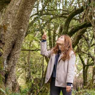 Wanderung-lagoa-do-fogo-lorbeerwald