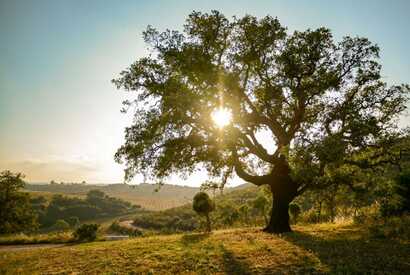 Korkeichenbäume sind typische Accessoires für die Landschaft des Alentejos.