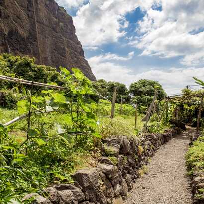 Schmaler Wanderweg zwischen üppiger Vegetation und traditionellen Anbauflächen am Fuß einer steilen Felswand auf Madeira