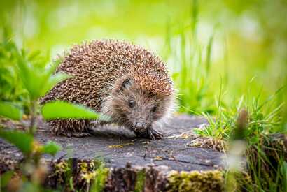 Igel auf den Azoren im Gras und Unterholz