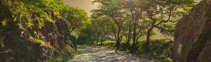 Kopfsteinpflasterstraße auf den Kapverden schlängelt sich durch grüne Landschaft im Licht der aufgehenden Sonne.