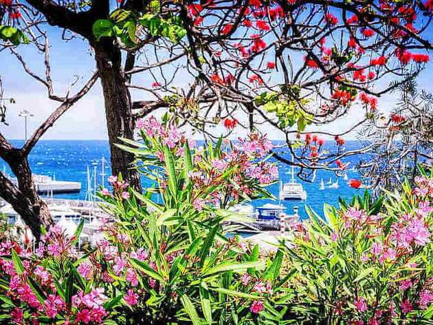 Blumenhecke mit dahinterliegendem Hafen in Funchal, Madeira