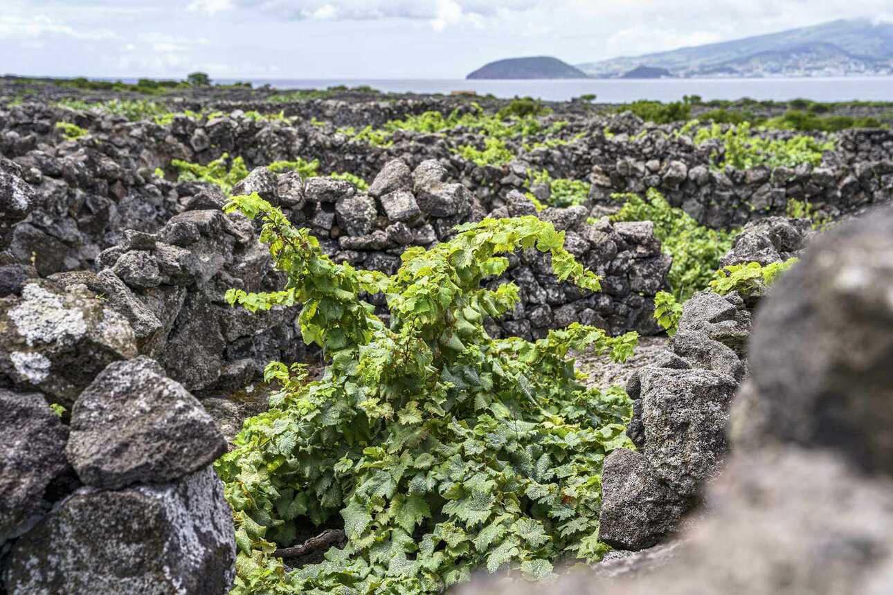 Weinanbau auf der Azoreninsel Pico