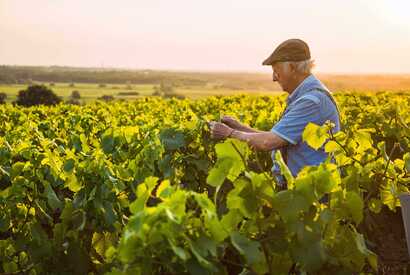 Jede Region in Portugal hat ihre besonderen Weine