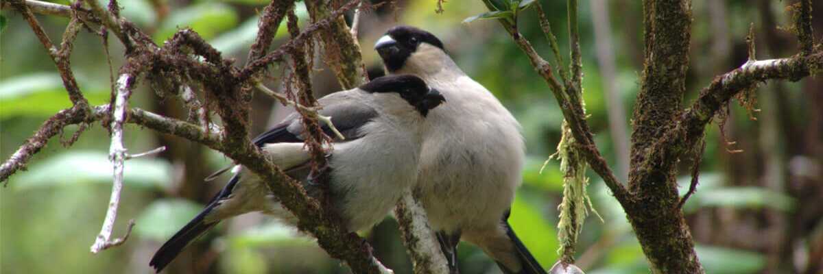 Azoren Priolo, idyllische Naturbeobachtung mit seltenen Vögeln in üppigem Grün – Nordeste ist Ihr perfekter Ort für Ruhe und Entdeckunen mit picotours.