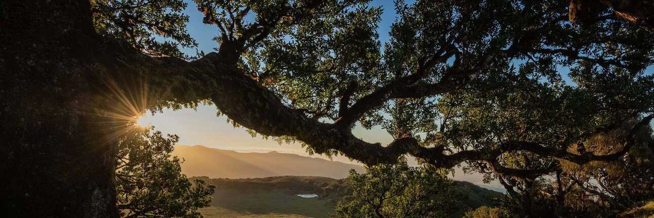 Beste Reisezeit für Madeiras Lorbeerwäler