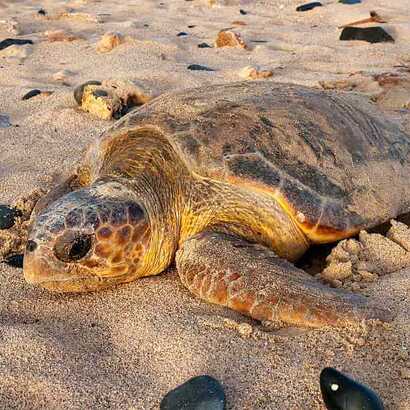 Schildkroetentour-auf-boa-vista-nistende-schildkroete