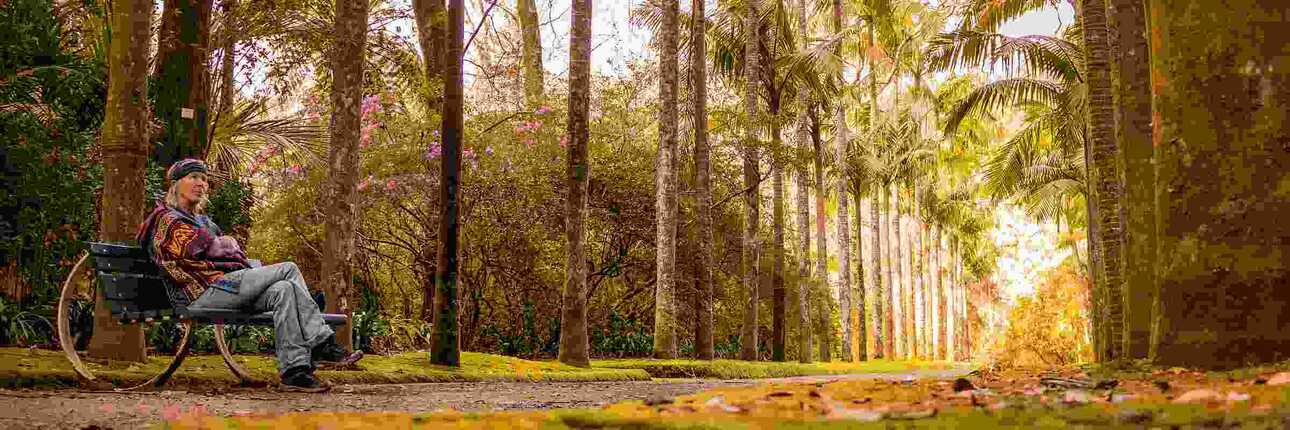 Die Palmenallee im Terra Nostra Park lädt zu Spaziergängen ein