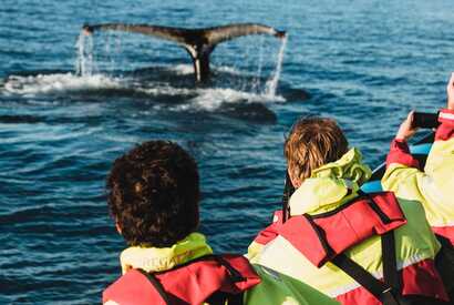 Wale beobachten auf den Azoren - bei einer Whale Watching Bootstour