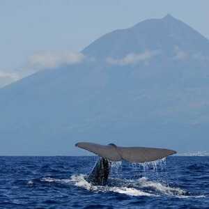 Wale beobachten vor der Insel Pico auf den Azoren