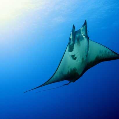 Manta-rochen-tauchen-azoren