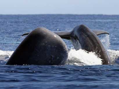 Whale-watching-bootstour-sao-miguel