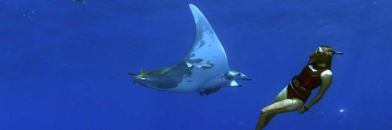 Highlight beim Tauchen auf den Azoren - riesige Schwärme mit Mobula-Rochen