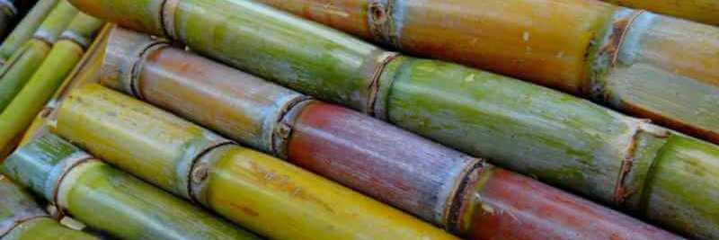 Typische Zutat für das Nationalgetränk auf Madeira