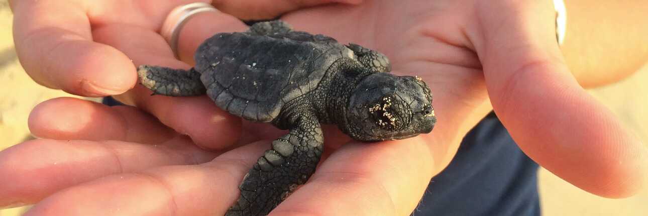 Die Nester der Schildkröten auf Boa Vista sind streng geschützt
