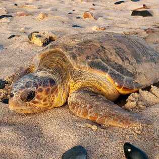 Schildkroetentour-auf-boa-vista-nistende-schildkroete